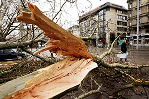 Sturm "Emma", umgekippter Baum