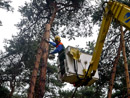 Gardemann Arbeitsbühnen, Einsatz für Baumfällungen
