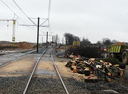 Baum an einer Eisenbahnlinie