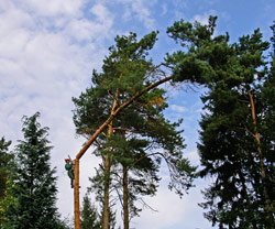 Extrem schwierige B�ume