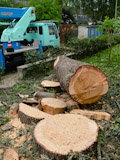 F�llen einer Zeder mit Hilfe einer Arbeitsb�hne