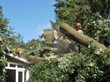 Eiche f�llt auf ein Haus