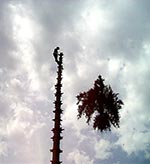 baumf�llungen