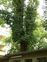 07.06.29_asmuth-koeln_001