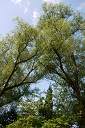 20090518_swg31_006
