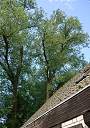 20090518_swg31_007
