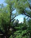 20090518_swg31_012