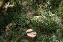 20090519_swg31_072
