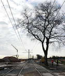 Eine Buche an der Eisenbahnlinie